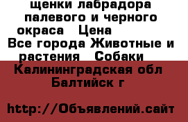 щенки лабрадора палевого и черного окраса › Цена ­ 30 000 - Все города Животные и растения » Собаки   . Калининградская обл.,Балтийск г.